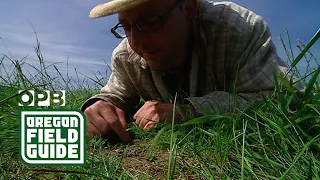 Soil tunnels by voles could be the secret to plant health | Oregon Field Guide