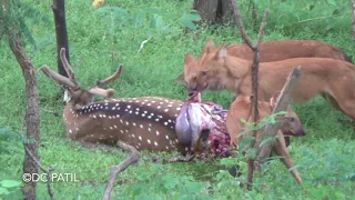 Wild dogs pack eating deer | Pench |
