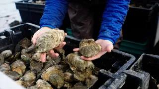 TNC is Helping Oyster Farmers Impacted by COVID-19