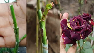 Rose V Graftting || Rose Plant Grafting Step By Step 100% Successfully