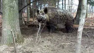 WILD BOAR