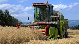 Claas Dominator 58s am Bio Roggen dreschen