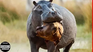 Horrible ! Hipopótamo Loco Aplasta La Cabeza Del León, ¿el León Escapará De La Muerte?