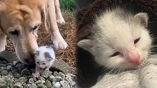 Dog Hears a Stray Kitten Crying, Rushes To Her Rescue And Adopts Her