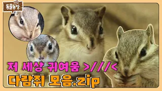 귀엽다람쥐~💖 클릭과 동시에 귀여움에 취하는 다람쥐 모음.zip  I TV동물농장 (Animal Farm) | SBS Story