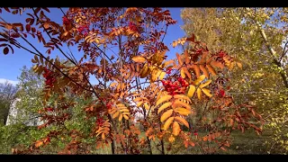 Краски Осени. Colors of Autumn