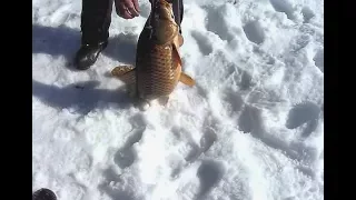 Полезные хитрости рыбалки на сазана и карпа со льда!