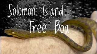 Species Spotlight- Solomon Island Tree Boa- Candoia Bibroni