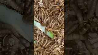 Superworms EATING! (normal feeding time) #superworm #timelapse