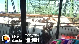 Baby Cows Are So Happy To Run Wild With Rescued Animals  | The Dodo First Taste Of Freedom