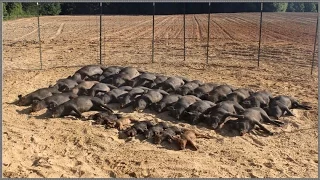 Wild Hog Trapping | (9) 33/33 Feral Hog Capture | JAGER PRO™