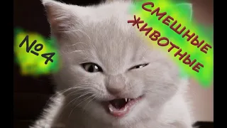 СМЕШНЫЕ КОТЫ, ПРИКОЛЫ с ЖИВОТНЫМИ & FUNNY ANIMAL Video/  Приколы про котов (НОВЫЙ ВЫПУСК)