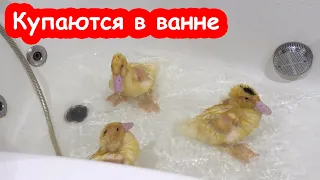 Кошка отключила утятам воду