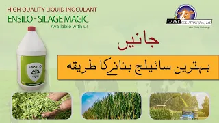 Best way to Make Silage II سائیلج بنانے کا بہترین طریقہ