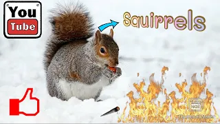 The cutest rodent super squirrels
