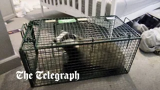 Cheeky badger removed from home after causing £5,000 worth of damage
