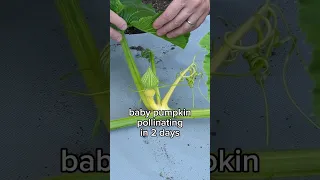 A little behind last year, but giant pumpkin pollination season has started 🌱🌼🎃 #gardening #plants