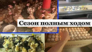 Купил Ломанов///Вывел 500 голов БаЛаПаНоВ