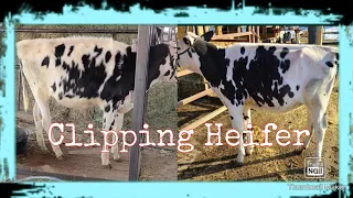 Clipping a Dairy Heifer