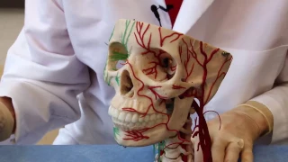 The Visual Pathway: Neuroanatomy Video Lab - Brain Dissections