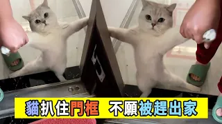 貓扒住門，不願被主人趕出家！The cat is holding the door, unwilling to be kicked out of the house #貓 #流浪貓 #cat #萌寵