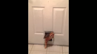 Fat Cat Squeezes Through Small Doggie Door