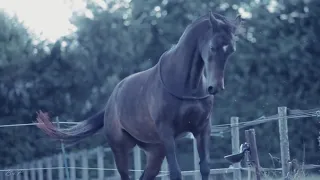 Утопай「 Equestrian sport MV 」HD