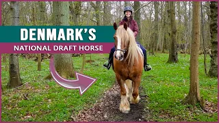 Equestrian Rides the Jutland Draft Horse in Denmark