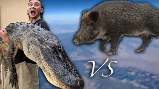 Wild Alligator vs Wild Boar {Catch Clean Cook} ft. Professional MMA fighter! Shawn Brown