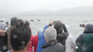 What Does it Mean to Have Whale SENSE? (Whale Watching the Right Way)