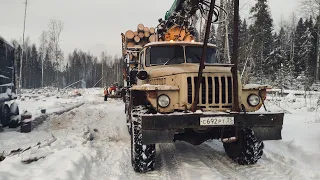 УРАЛ ЗАГРУЖАЕТ ЛЕС А ТДТ 55 ПРИВОЗИТ! Трелевочник и Лесовоз в деле!