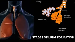 respiratory system embryology |development of respiratory system animation|Stages of lung formation