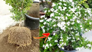 यह तरीका अपना लिया तो मधुकामिनी का पौधा फूलों से भर जाएगा / Manokamini plant care in pot in hindi