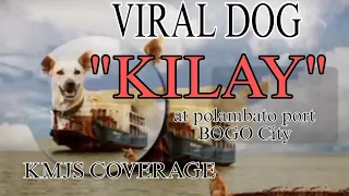 KMJS VIRAL DOG "KILAY" AT POLAMBATO PORT BOGO CITY #kmjs #viral