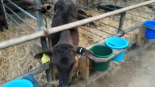 Calf rearing, calf health tips, calf rearing tips. Pneumonia in calves