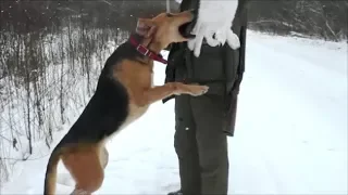 Охота на зайца русские гончие ч.пч.Сигнал( Плакуня), Ю-Говоруша,Свирель 1год7мес.,вл. Шатров В.А.