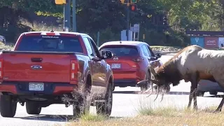 Bull Elk Attacking Cars in Estes Park Colorado | Elk Bugle