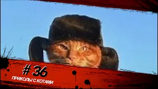 Смешные КОТЫ #36 / Лучшие приколы 2021 / Funny cats.