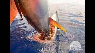 A tug of war with Mako Shark over a tuna!
