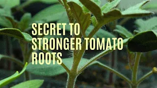 Pot Up (Repot) Your Tomato Seedlings for Stronger Roots and Bigger Harvests
