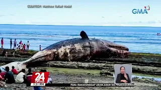 Babala ng mga eksperto, 'wag lapitan o akyatin ang patay na sperm whale dahil maaari... | 24 Oras