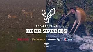 GREAT BRITAINS DEER SPECIES | Chinese Water Deer/Red Deer Teaser