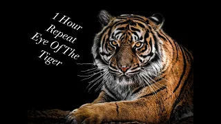 Eye Of The Tiger (1 hour repeat)