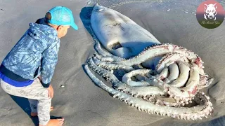 A Day After A Boy Saved This Beached Octopus,It Returned & Gave Him An Astonishing Gift
