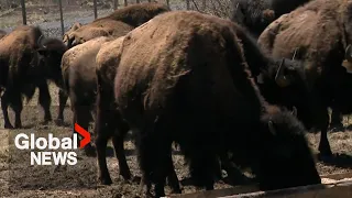 Bison in Atlantic Canada? Nova Scotia farm hopes to become tourist attraction