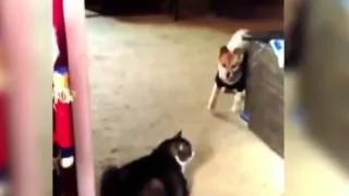 Funny Dogs Scared of Cats Compilation 2013 NEW HD 5