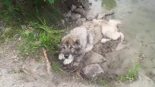She cried desperately by the riverbank, begging her owner not to leave her there