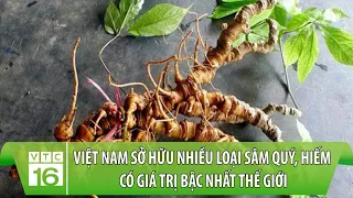 Việt Nam sở hữu nhiều loại sâm quý, hiếm có giá trị bậc nhất thế giới | VTC16