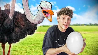 I STOLE the EGG from an OSTRICH and ATE IT ?