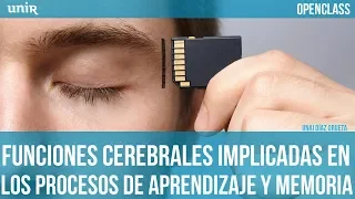 Las funciones cerebrales en los procesos de aprendizaje y memoria | UNIR OPENCLASS